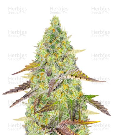 Grand Daddy Purple Fast Version Seeds
