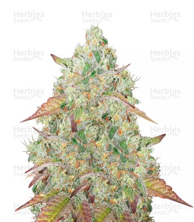 Grandmommy Purple Seeds