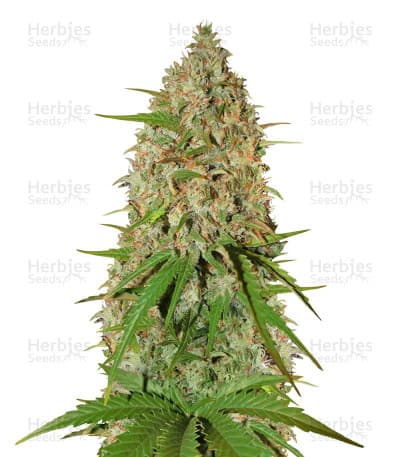 Grapefruit Auto Seeds