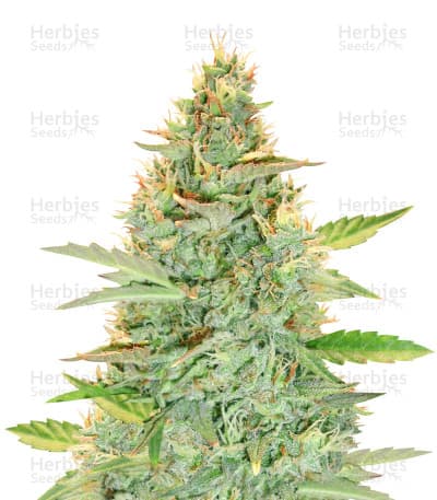 Green Crack Auto Seeds