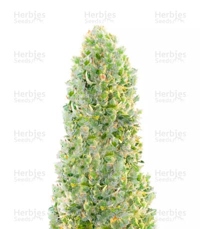 Hindu Kush Autoflower Seeds