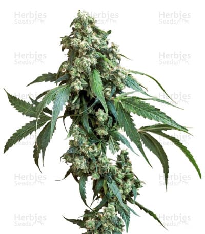 Jack Flash #5 Seeds