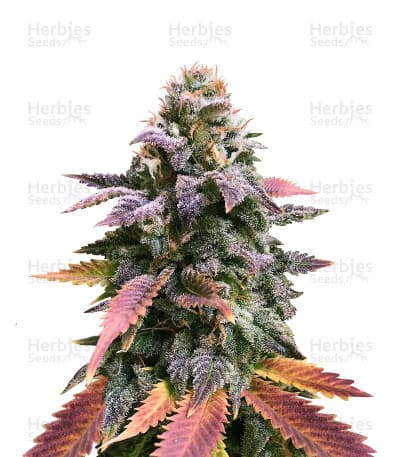 Laughing Buddha Seeds