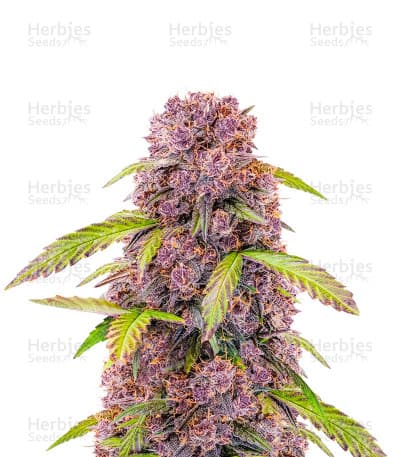 Lemon Cherry Cookies Auto Seeds