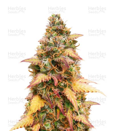 LSD Autoflower Seeds