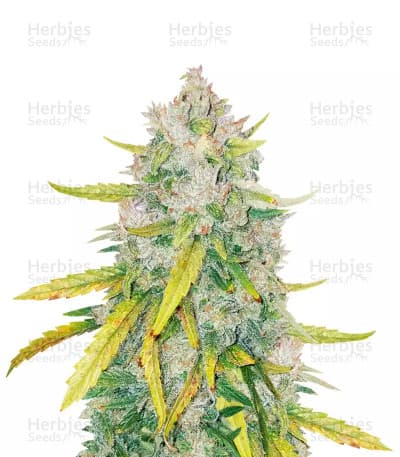 LSD Seeds