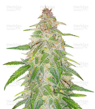 Mandarin Thuggee Seeds