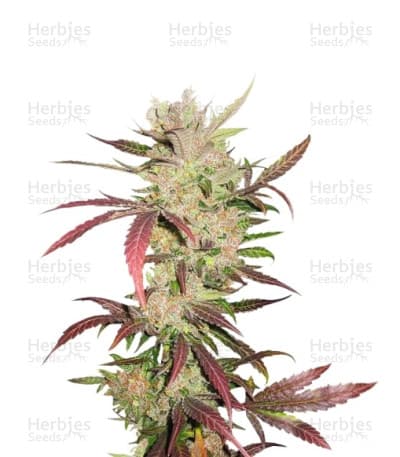 Master Kush Seeds