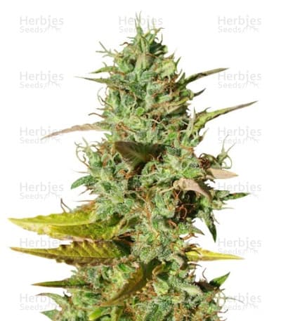 Mazar Seeds