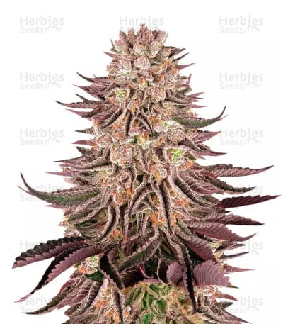 Mimosa x Orange Punch Seeds