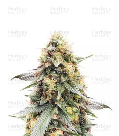 Northern Lights #10 Seeds