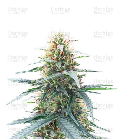 Northern Lights 10 of 10 Seeds
