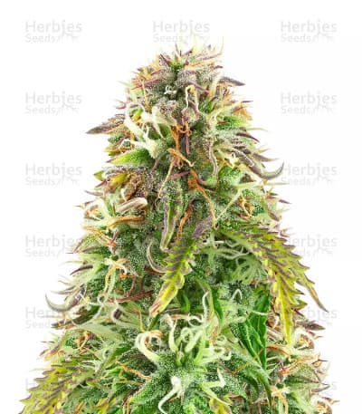 Northern Lights Auto Seeds