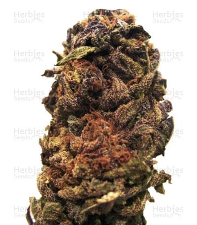 Orange Bud Seeds
