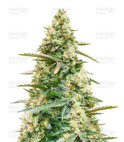 Sith OG Seeds