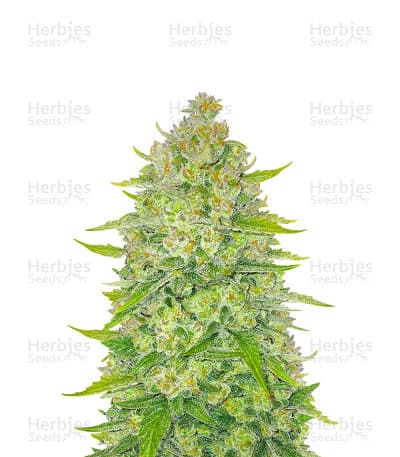 Papaya Cookies Auto Seeds