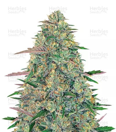 Pineapple Chunk Seeds