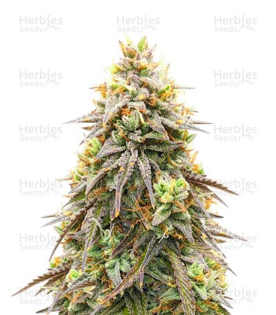 Pineapple Express Seeds