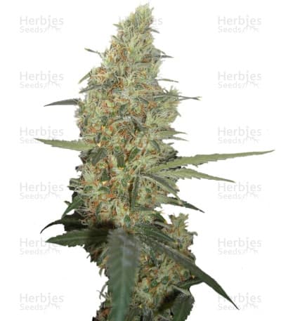 Power Plant Seeds