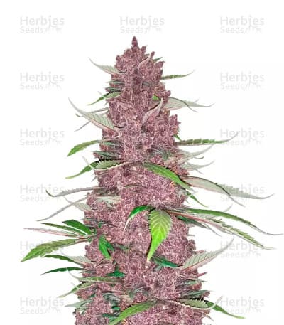 Purple Juice Seeds