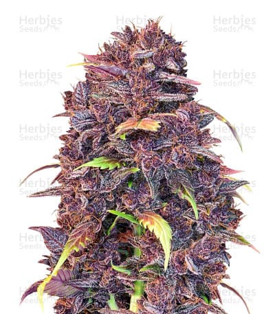 Purple Lemonade Seeds