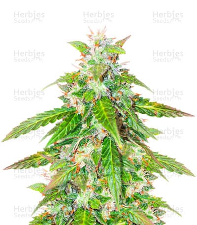 Quarter Pounder Seeds