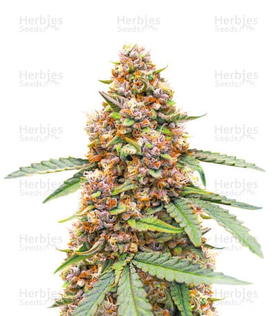 Runtz Seeds