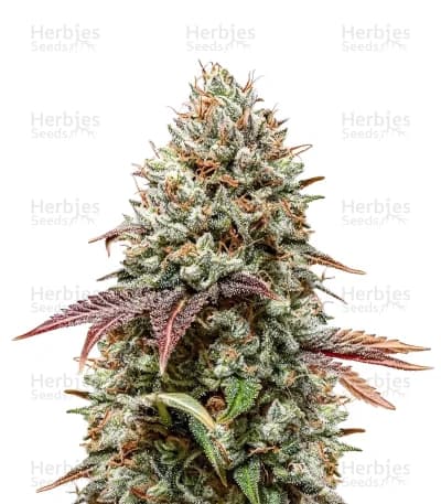 Runtz Seeds