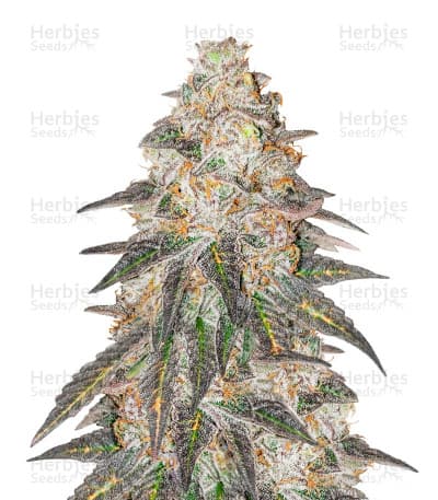 Runtz Punch Seeds