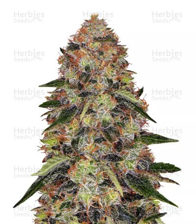Shiskaberry Seeds