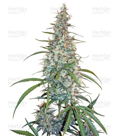 Silver Haze Seeds