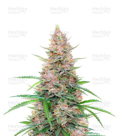 Sour Jealousy Auto Seeds