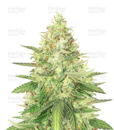 Strawberry Cough Seeds