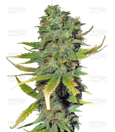 Super Skunk Seeds