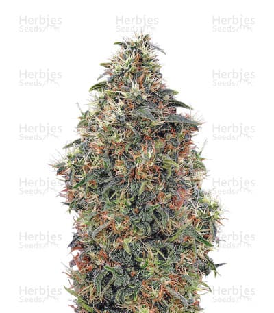 Sweet Mango Auto Seeds
