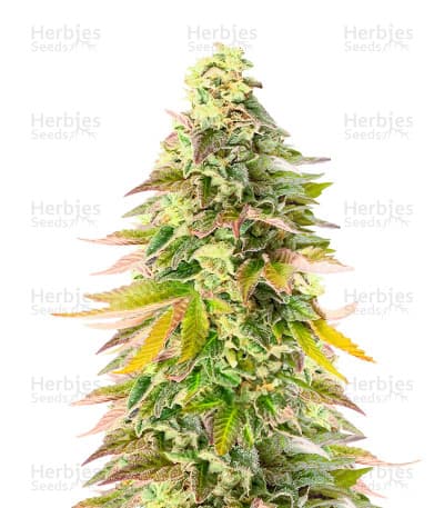 Chem Cookies Seeds