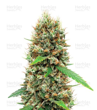 White Widow Autoflower Seeds