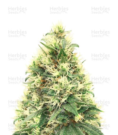 White Widow Seeds