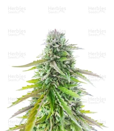 Florida Sunrise Seeds