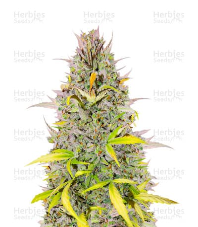 Crystal WW Seeds