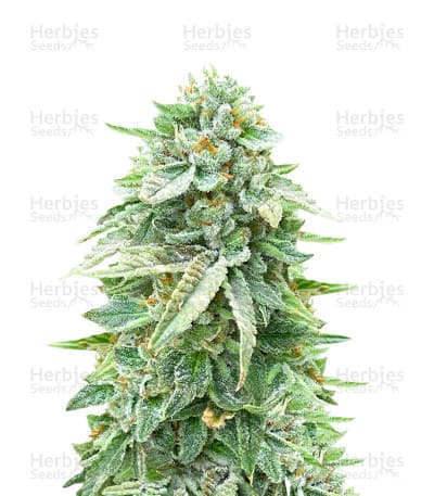 Dozy Doz Seeds