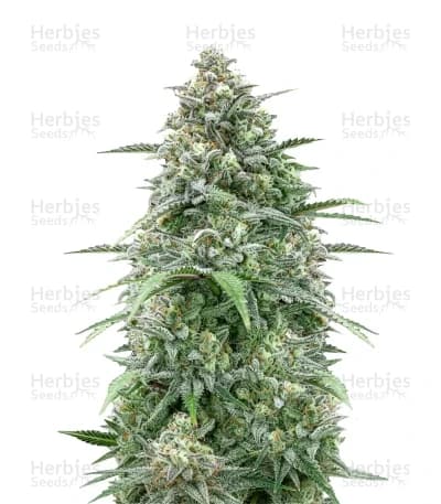Z-Up Auto Seeds
