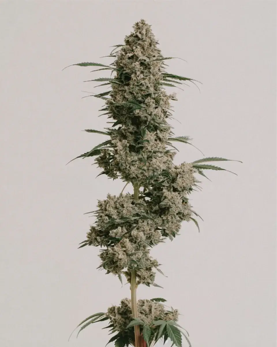 Afghan Autoflower Seeds