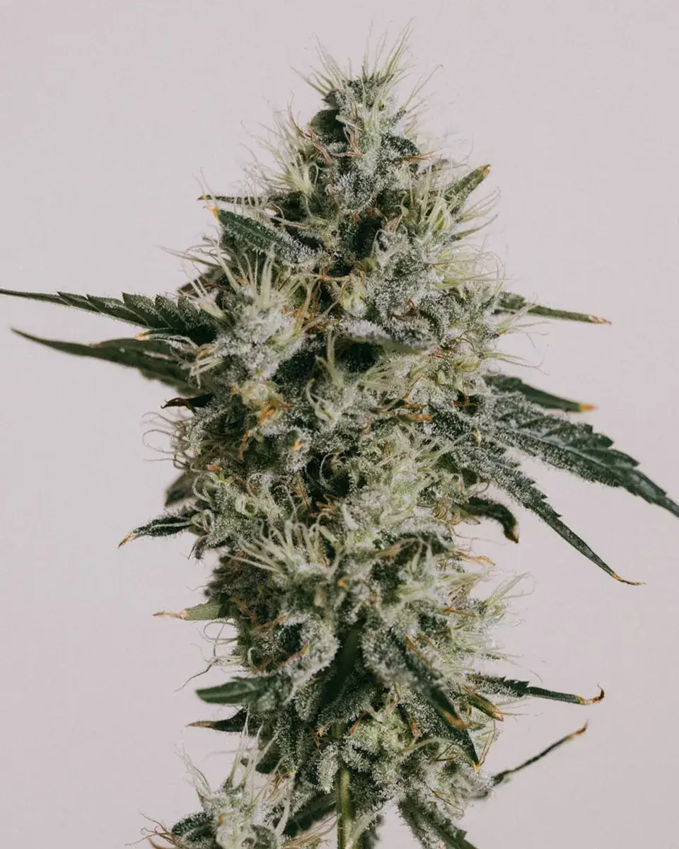Cookie Monster Feminized Marijuana Seeds | Crop King Seeds