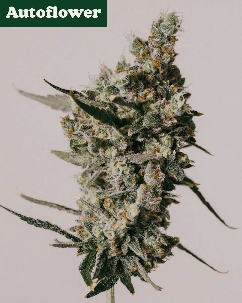 Corona Kush Feminized Fast Version Marijuana Seeds | Crop King Seeds
