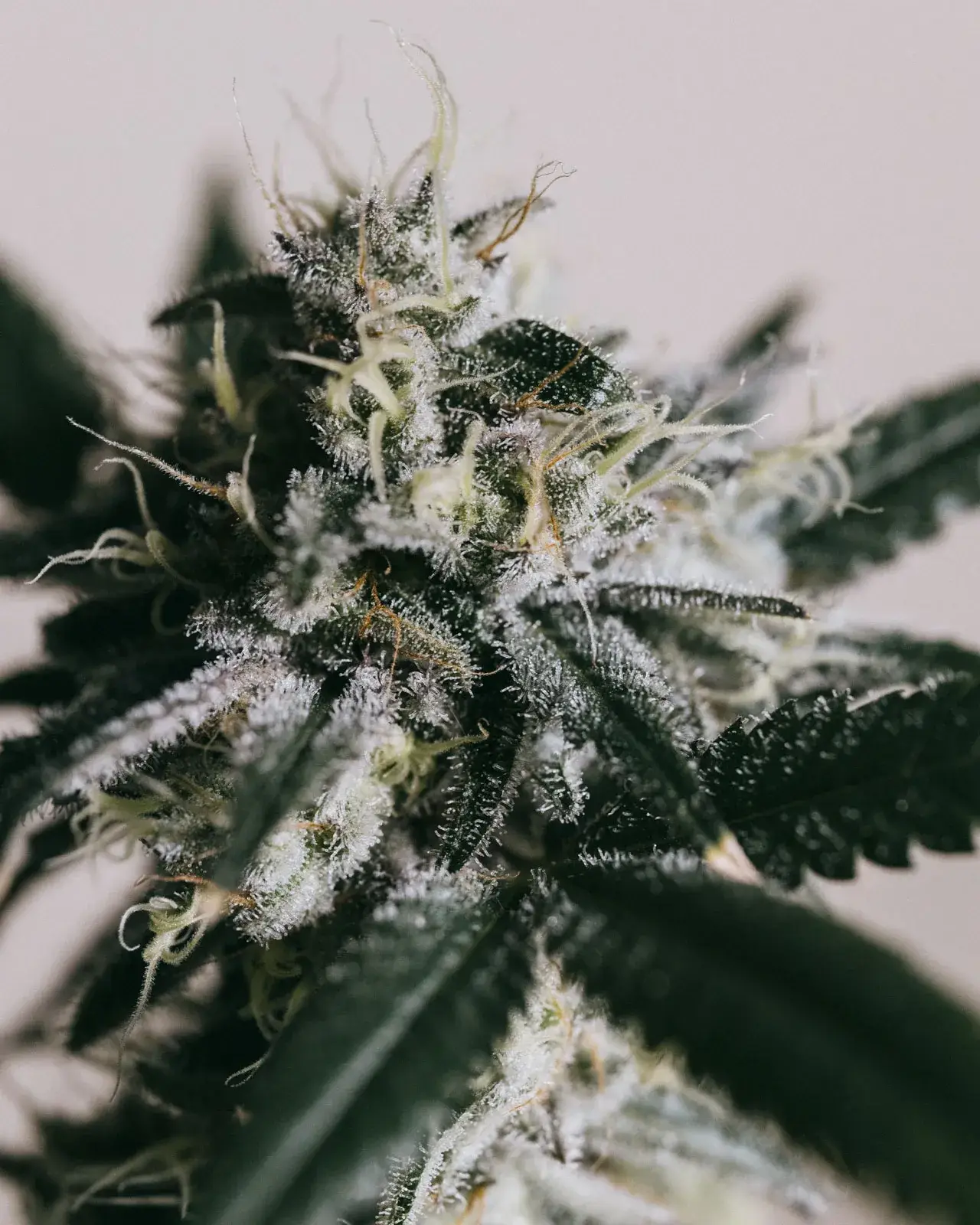 Black Widow Autoflowering Seeds – Fast Sativa | 15–20% THC