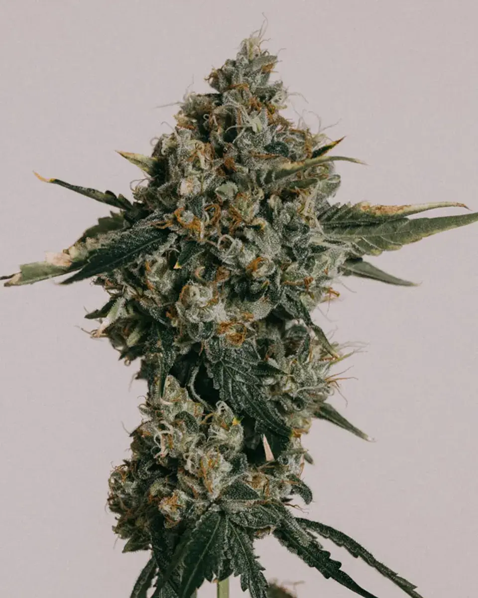 Church OG Autoflower Seeds – 19% THC, 8–9 Week Harvest