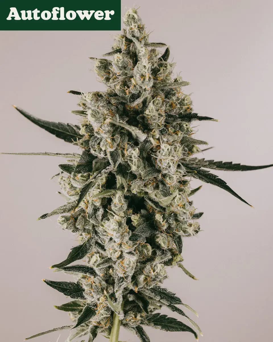 Black Indica Feminized Marijuana Seeds | Crop King Seeds
