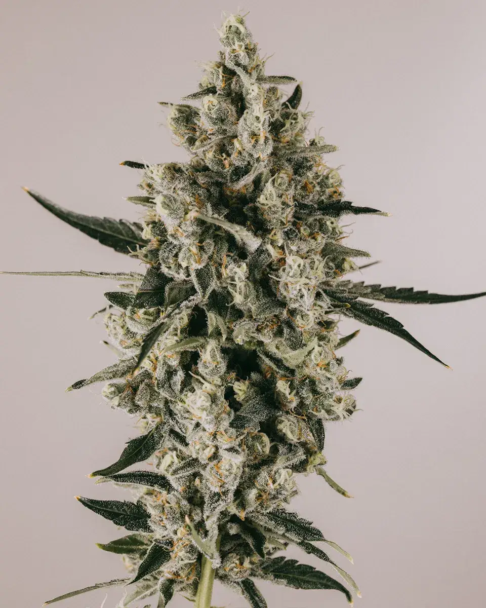 Blueberry CBD Seeds