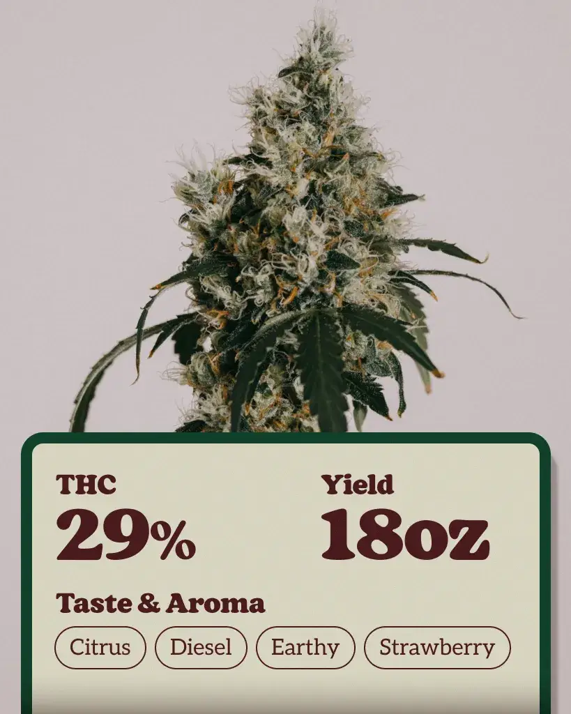 East Coast Alien Strain Feminized Fast Version Marijuana Seeds | Crop King Seeds
